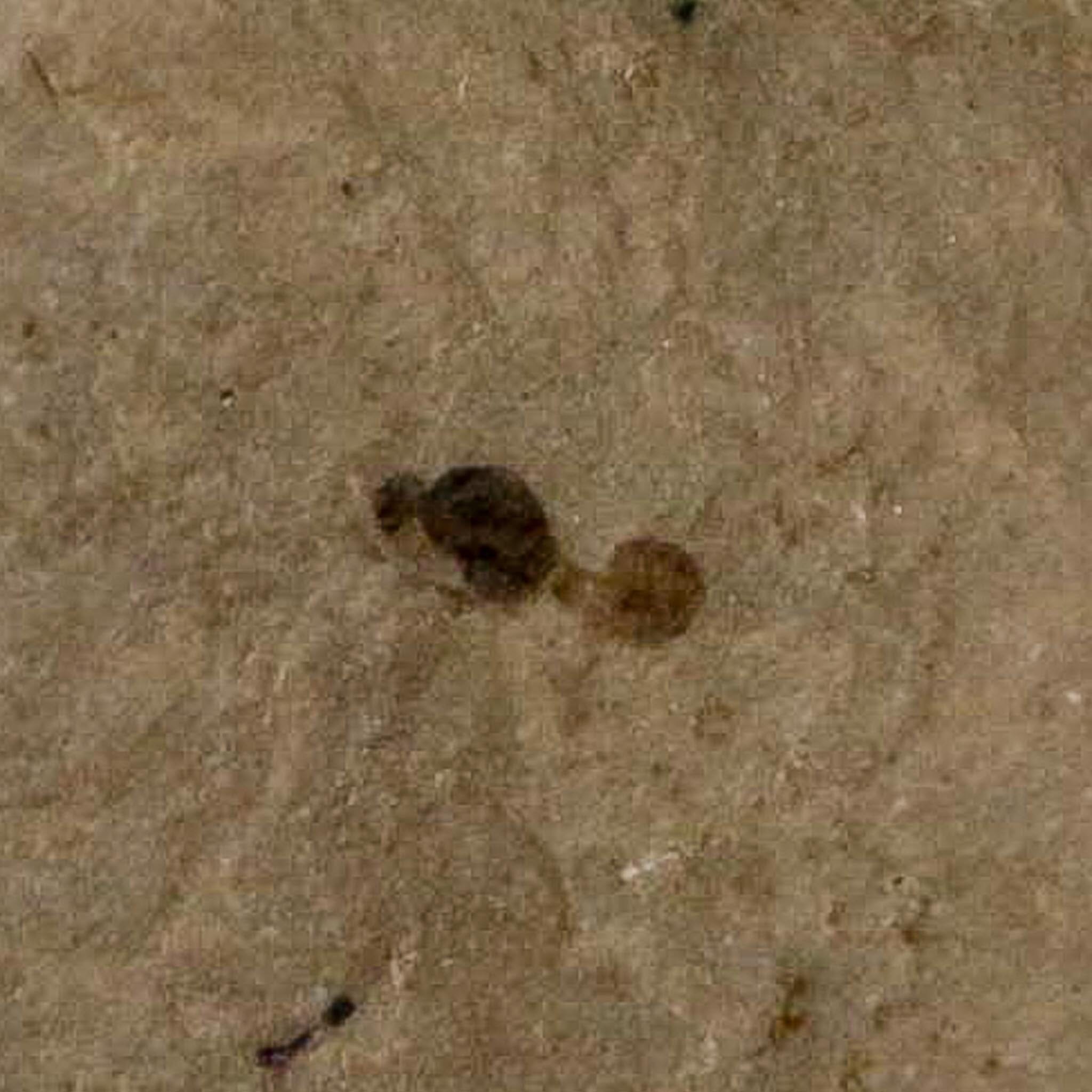 Fossil Beetle And Ant Insect Green River Formation Uintah County Utah Eocene Age - Fossil Age Minerals