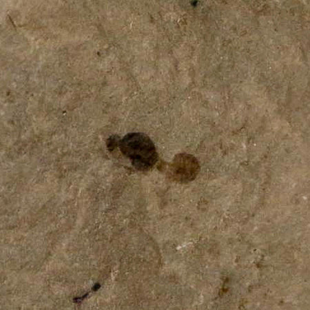 Fossil Beetle And Ant Insect Green River Formation Uintah County Utah Eocene Age