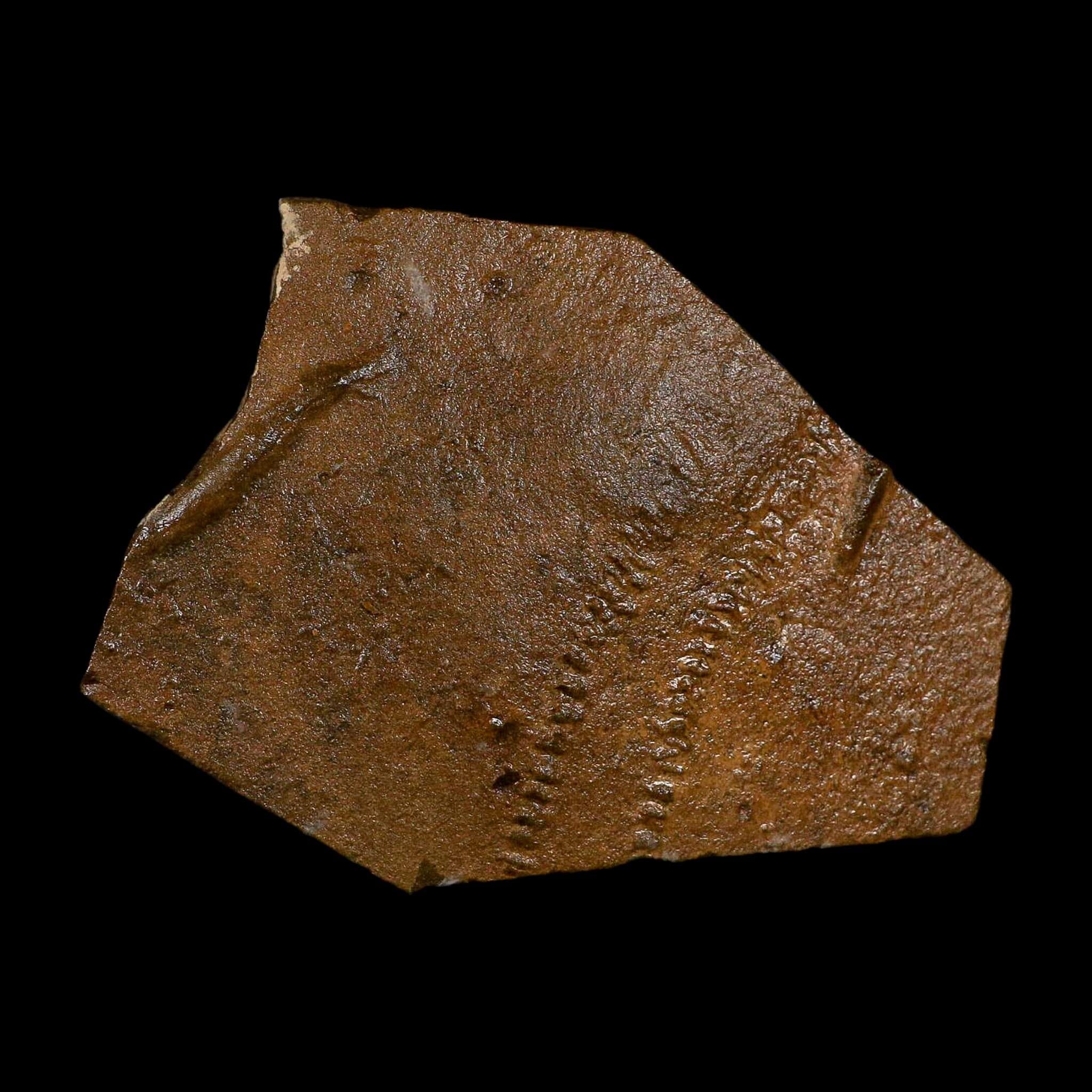 5.8" Trilobite Trackway Cruziana Plate Fossil Ordovician Age Ouzina Morocco - Fossil Age Minerals