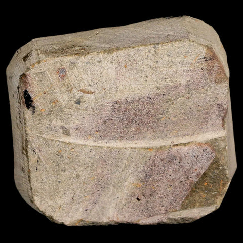 31MM Brittlestar Petraster Starfish Fossil Ordovician Age Blekus Morocco COA - Fossil Age Minerals
