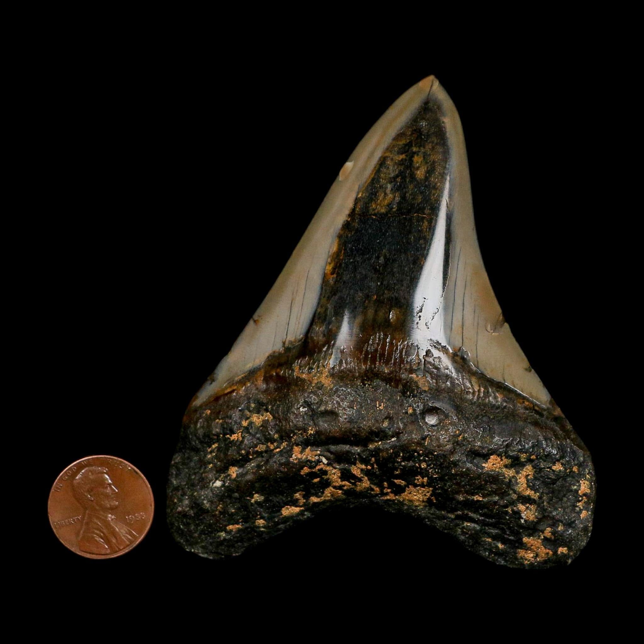 3.5" Quality Megalodon Shark Tooth Fossil Natural Early Miocene Age COA - Fossil Age Minerals