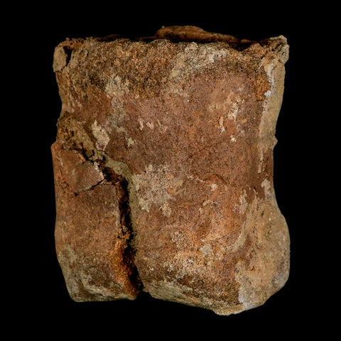 4.2" Triceratops Fossil Toe Bone Lance Creek FM Cretaceous Dinosaur Wyoming COA - Fossil Age Minerals