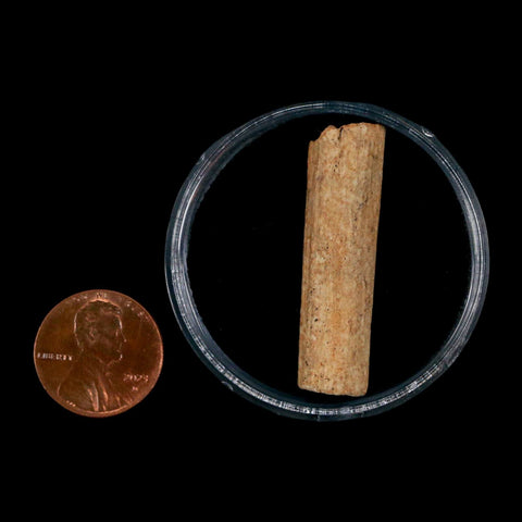 1.5" Hadrosaur Dinosaur Tendon Fossil Lance Creek FM Cretaceous WY COA Display - Fossil Age Minerals