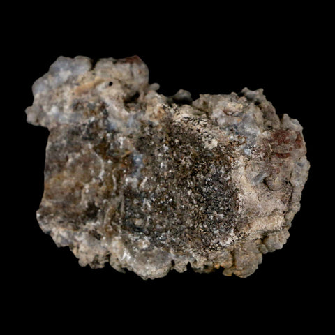 2.4" Stegosaurus Fossil Rib Bone Crystalized Morrison FM WY Jurassic Age Dinosaur COA