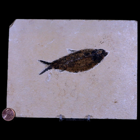 4.1" Diplomystus Dentatus Fossil Fish Green River FM WY Eocene Age COA, Stand - Fossil Age Minerals