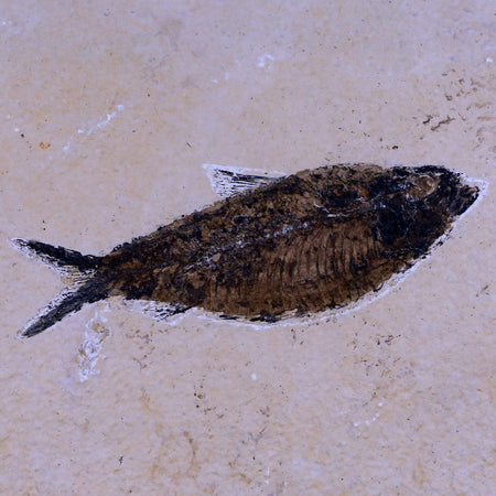 4.1" Diplomystus Dentatus Fossil Fish Green River FM WY Eocene Age COA, Stand