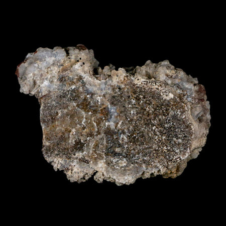 2.4" Stegosaurus Fossil Rib Bone Crystalized Morrison FM WY Jurassic Age Dinosaur COA
