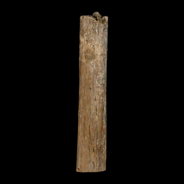 1.6