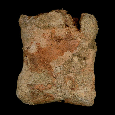 4.2" Triceratops Fossil Toe Bone Lance Creek FM Cretaceous Dinosaur Wyoming COA - Fossil Age Minerals