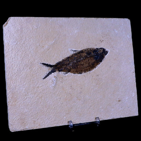 4.1" Diplomystus Dentatus Fossil Fish Green River FM WY Eocene Age COA, Stand - Fossil Age Minerals
