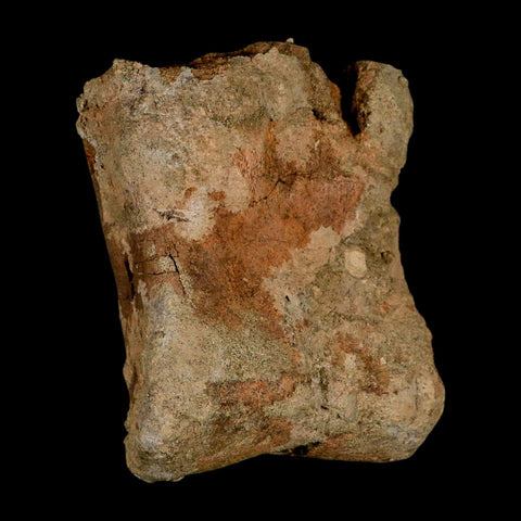 4.2" Triceratops Fossil Toe Bone Lance Creek FM Cretaceous Dinosaur Wyoming COA - Fossil Age Minerals