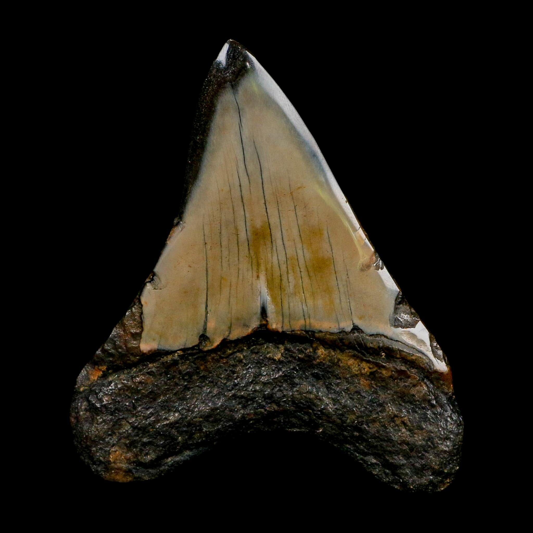 3.5" Quality Megalodon Shark Tooth Fossil Natural Early Miocene Age COA - Fossil Age Minerals