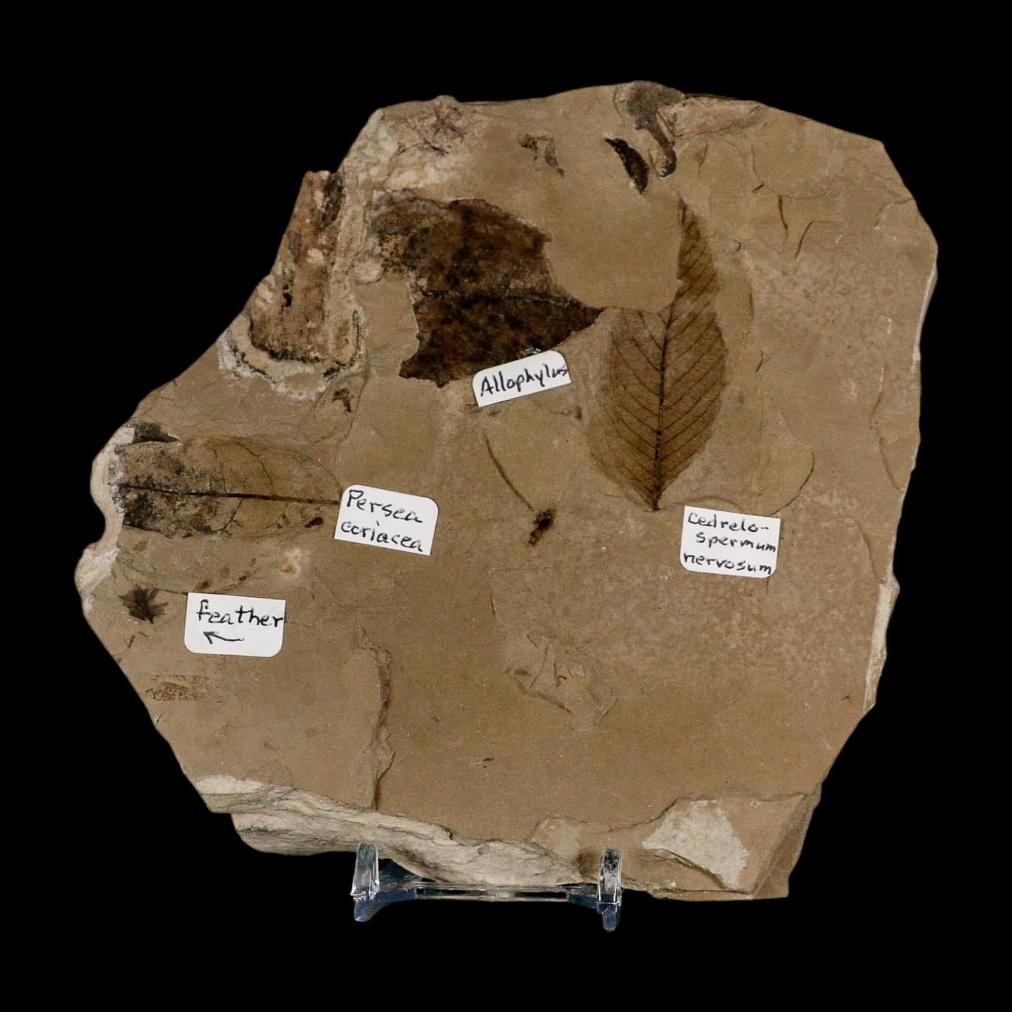 Fossil Feather And Three Leaves Green River FM Uintah County Utah Eocene Age - Fossil Age Minerals