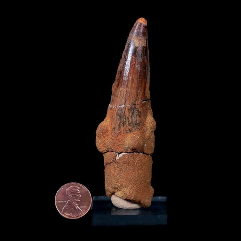 XL 3.7" Spinosaurus Fossil Tooth 100 Mil Yrs Old Cretaceous Dinosaur COA & Stand - Fossil Age Minerals