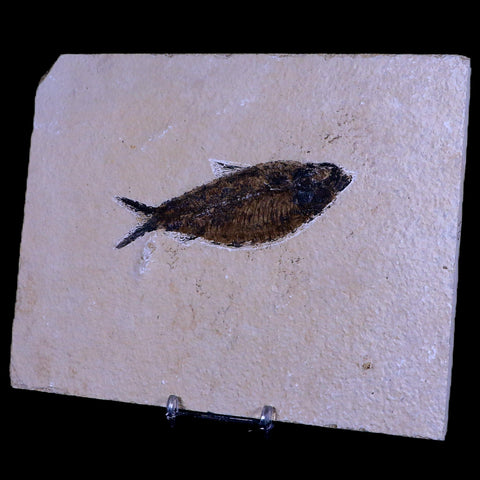 4.1" Diplomystus Dentatus Fossil Fish Green River FM WY Eocene Age COA, Stand - Fossil Age Minerals