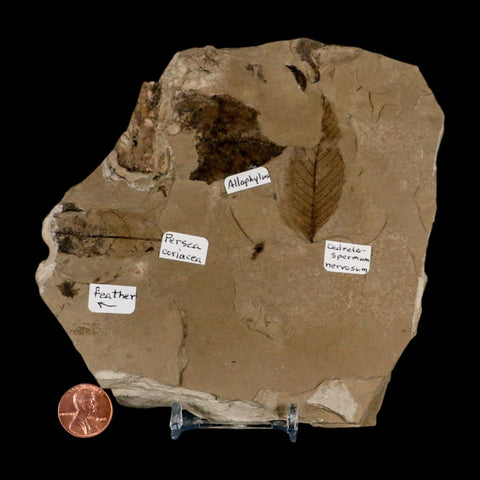 Fossil Feather And Three Leaves Green River FM Uintah County Utah Eocene Age