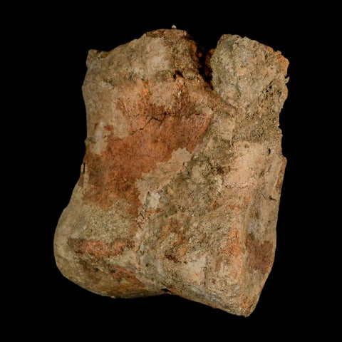 4.2" Triceratops Fossil Toe Bone Lance Creek FM Cretaceous Dinosaur Wyoming COA - Fossil Age Minerals