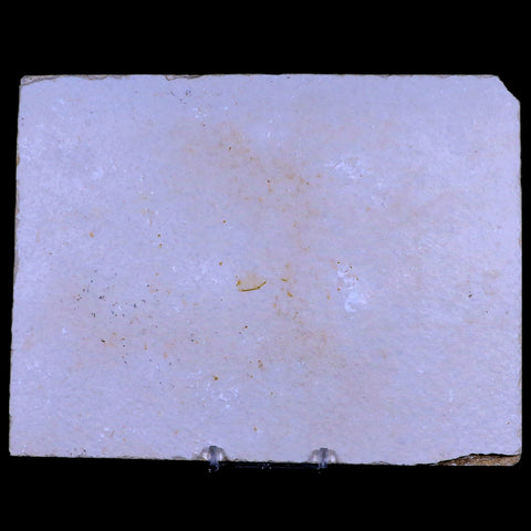4.1" Diplomystus Dentatus Fossil Fish Green River FM WY Eocene Age COA, Stand - Fossil Age Minerals