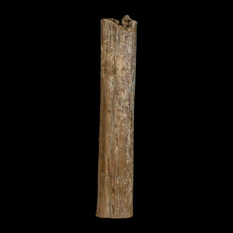 1.6" Hadrosaur Dinosaur Tendon Fossil Lance Creek FM Cretaceous Wyoming COA - Fossil Age Minerals