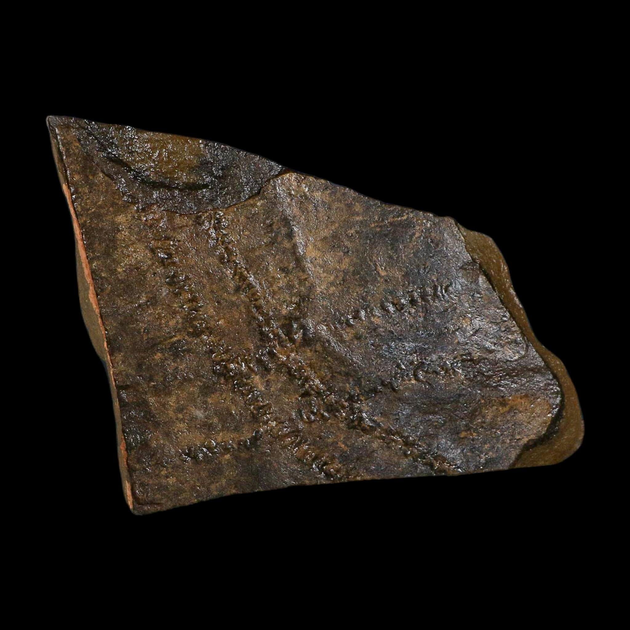 4.8" Trilobite Trackway Cruziana Plate Fossil Ordovician Age Ouzina Morocco - Fossil Age Minerals