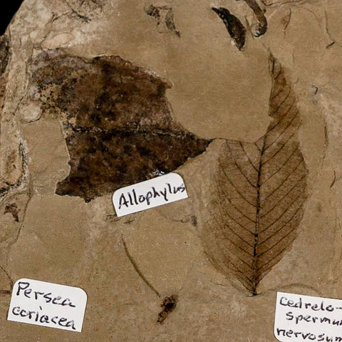 Fossil Feather And Three Leaves Green River FM Uintah County Utah Eocene Age