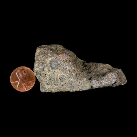 2.7" Stegosaurus Fossil Bone Specimen Morrison FM Wyoming Jurassic Age Dinosaur COA