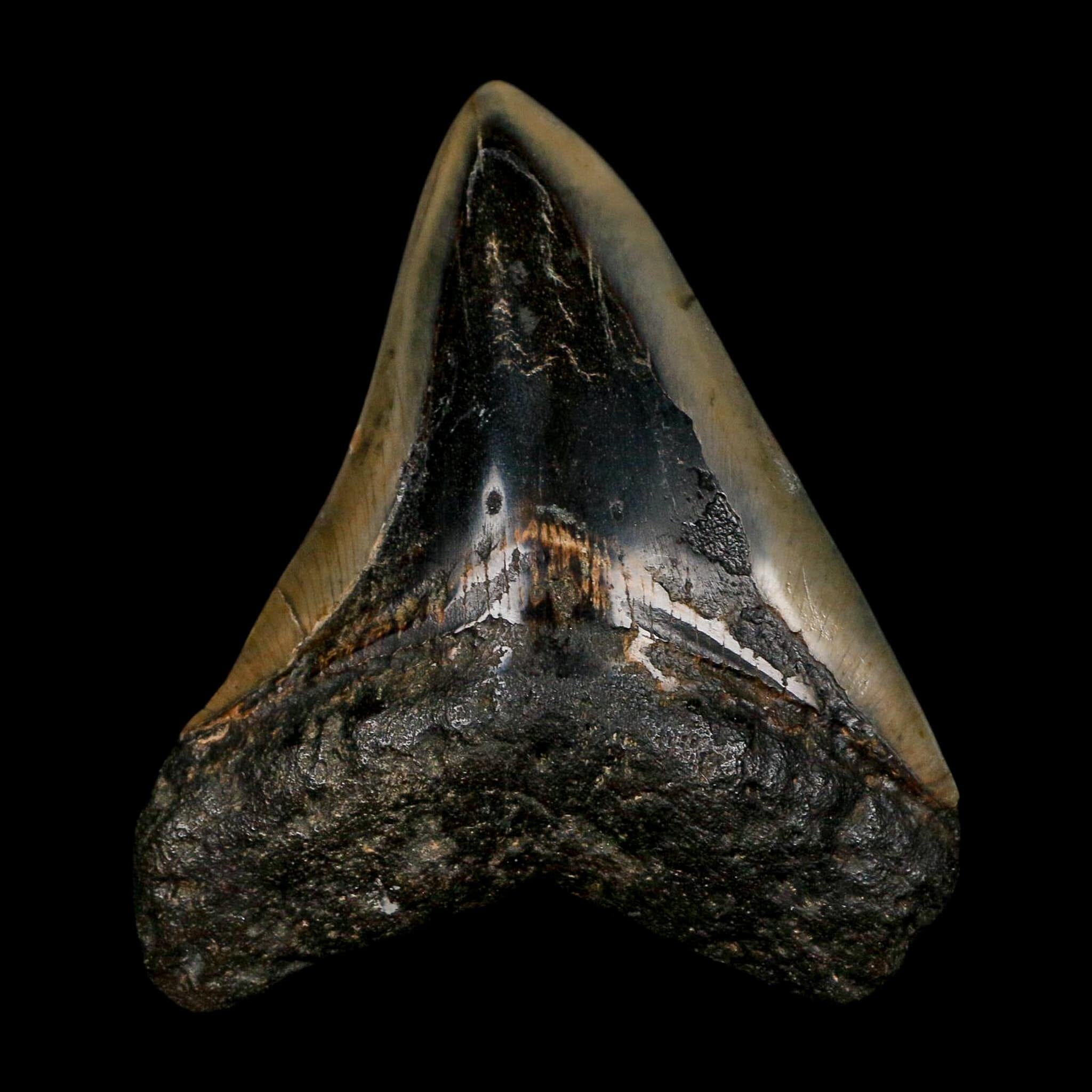 3.5" Quality Megalodon Shark Tooth Fossil Natural Early Miocene Age COA - Fossil Age Minerals