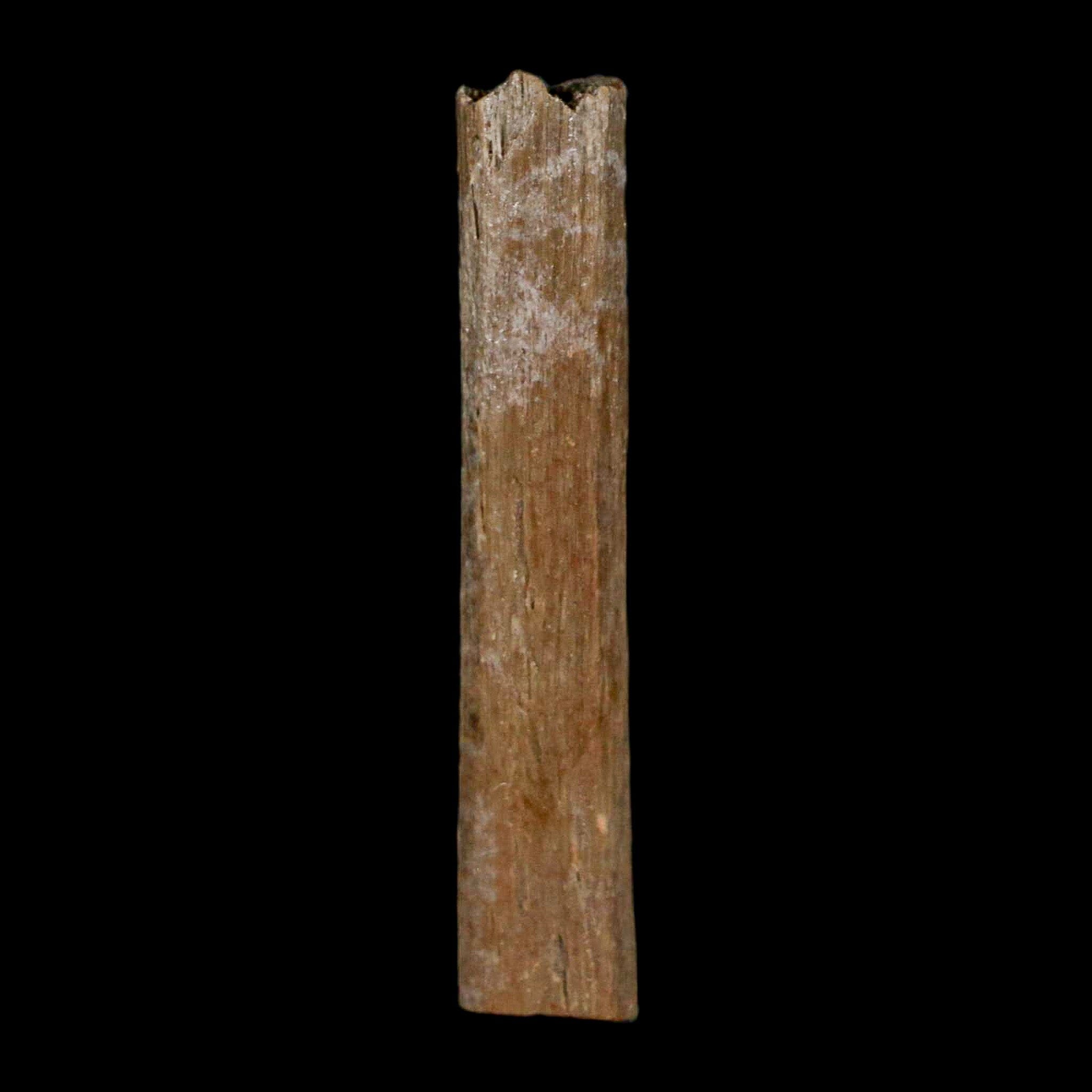 1.6" Hadrosaur Dinosaur Tendon Fossil Lance Creek FM Cretaceous Wyoming COA - Fossil Age Minerals