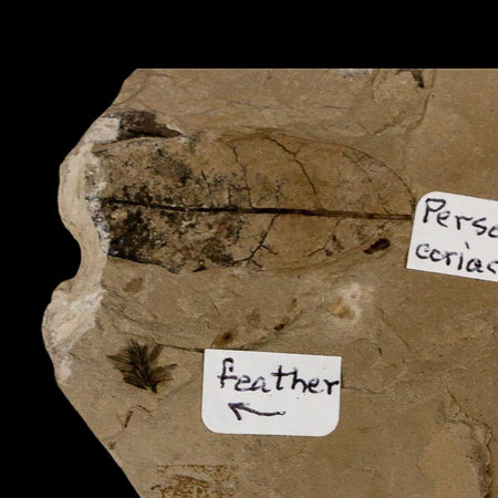 Fossil Feather And Three Leaves Green River FM Uintah County Utah Eocene Age