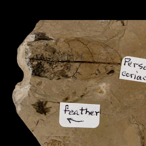 Fossil Feather And Three Leaves Green River FM Uintah County Utah Eocene Age