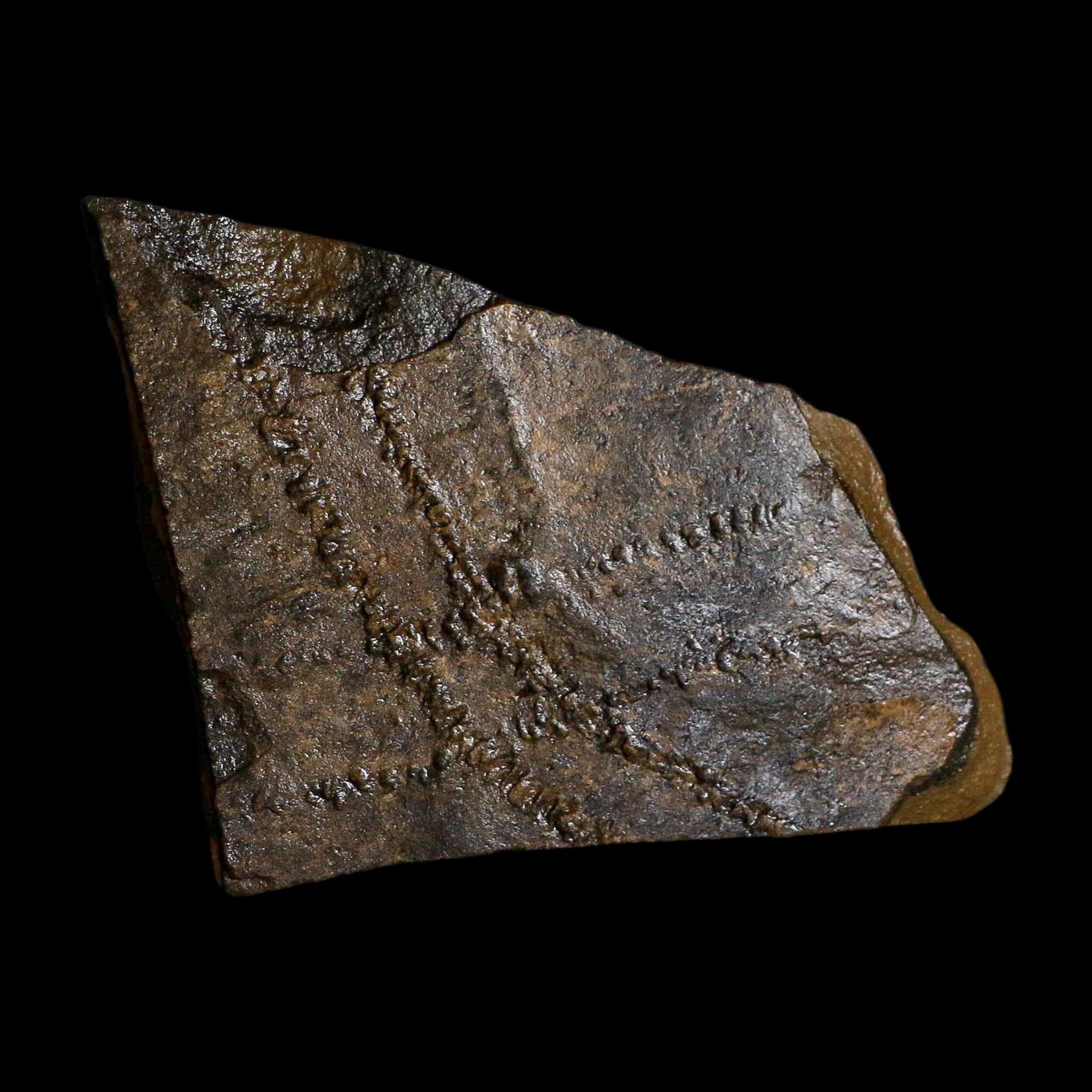 4.8" Trilobite Trackway Cruziana Plate Fossil Ordovician Age Ouzina Morocco - Fossil Age Minerals