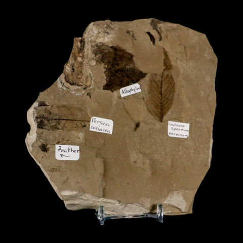 Fossil Feather And Three Leaves Green River FM Uintah County Utah Eocene Age