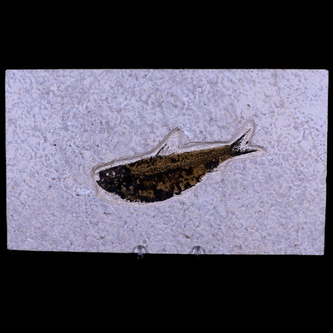 XL 4.4" Knightia Eocaena Fossil Fish Green River FM WY Eocene Age COA & Stand - Fossil Age Minerals