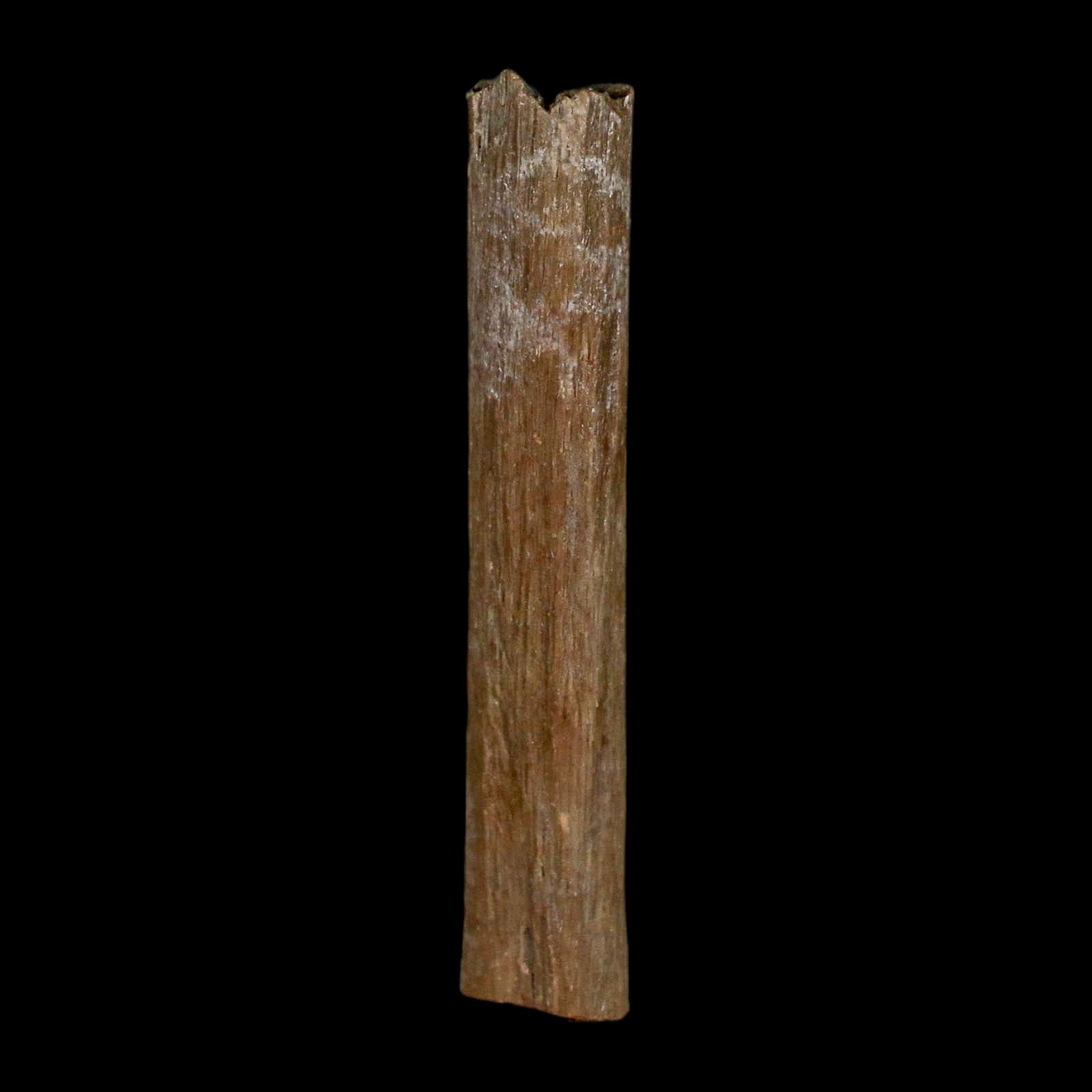 1.6" Hadrosaur Dinosaur Tendon Fossil Lance Creek FM Cretaceous Wyoming COA - Fossil Age Minerals