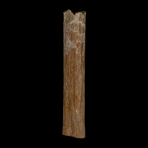 1.6" Hadrosaur Dinosaur Tendon Fossil Lance Creek FM Cretaceous Wyoming COA - Fossil Age Minerals