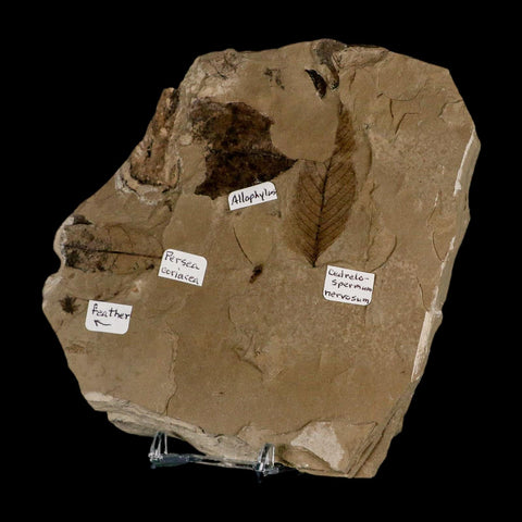 Fossil Feather And Three Leaves Green River FM Uintah County Utah Eocene Age