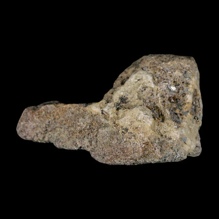2.7" Stegosaurus Fossil Bone Specimen Morrison FM Wyoming Jurassic Age Dinosaur COA