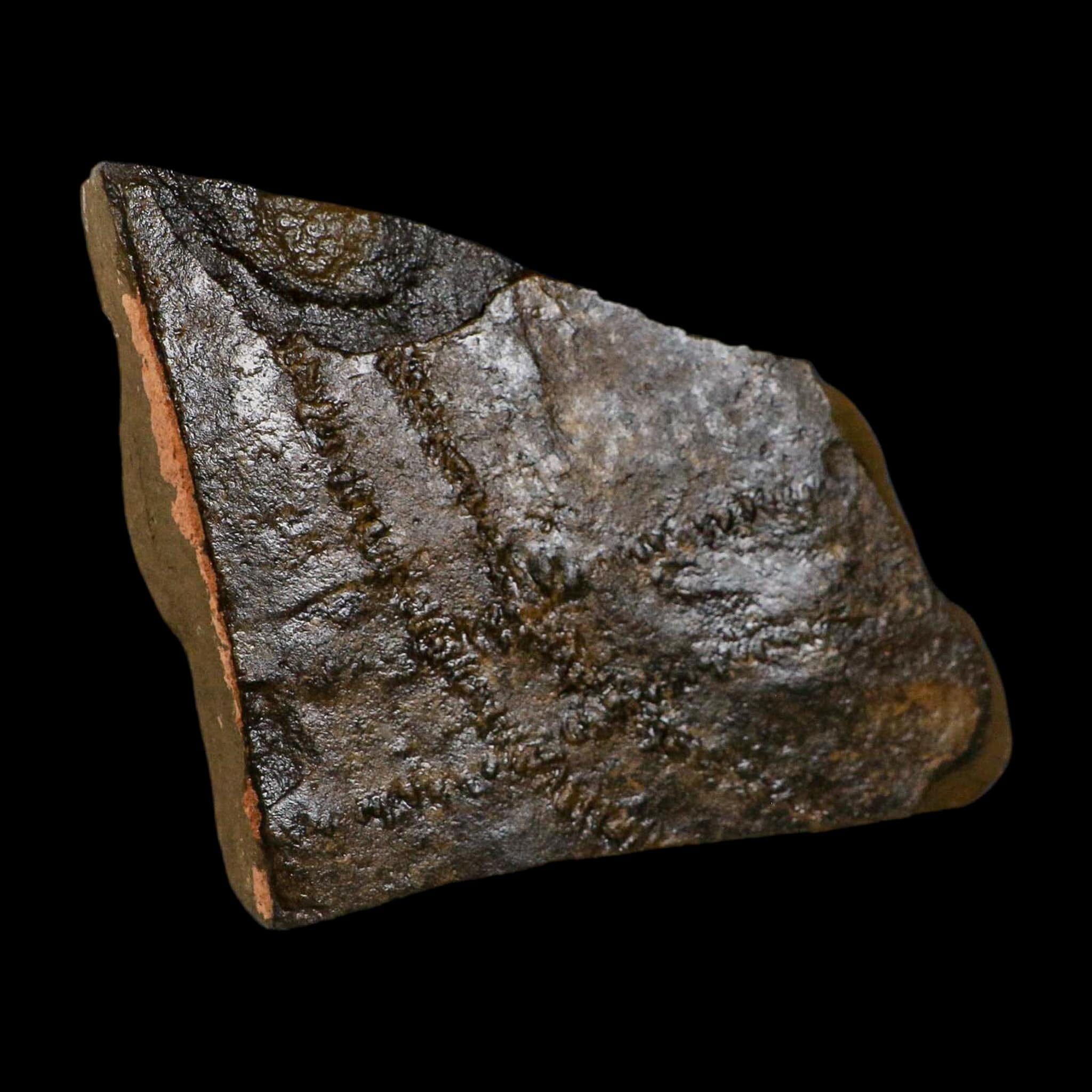 4.8" Trilobite Trackway Cruziana Plate Fossil Ordovician Age Ouzina Morocco - Fossil Age Minerals