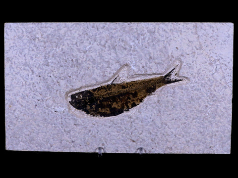 XL 4.4" Knightia Eocaena Fossil Fish Green River FM WY Eocene Age COA & Stand - Fossil Age Minerals