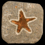 37MM Brittlestar Petraster Starfish Fossil Ordovician Age Blekus Morocco COA