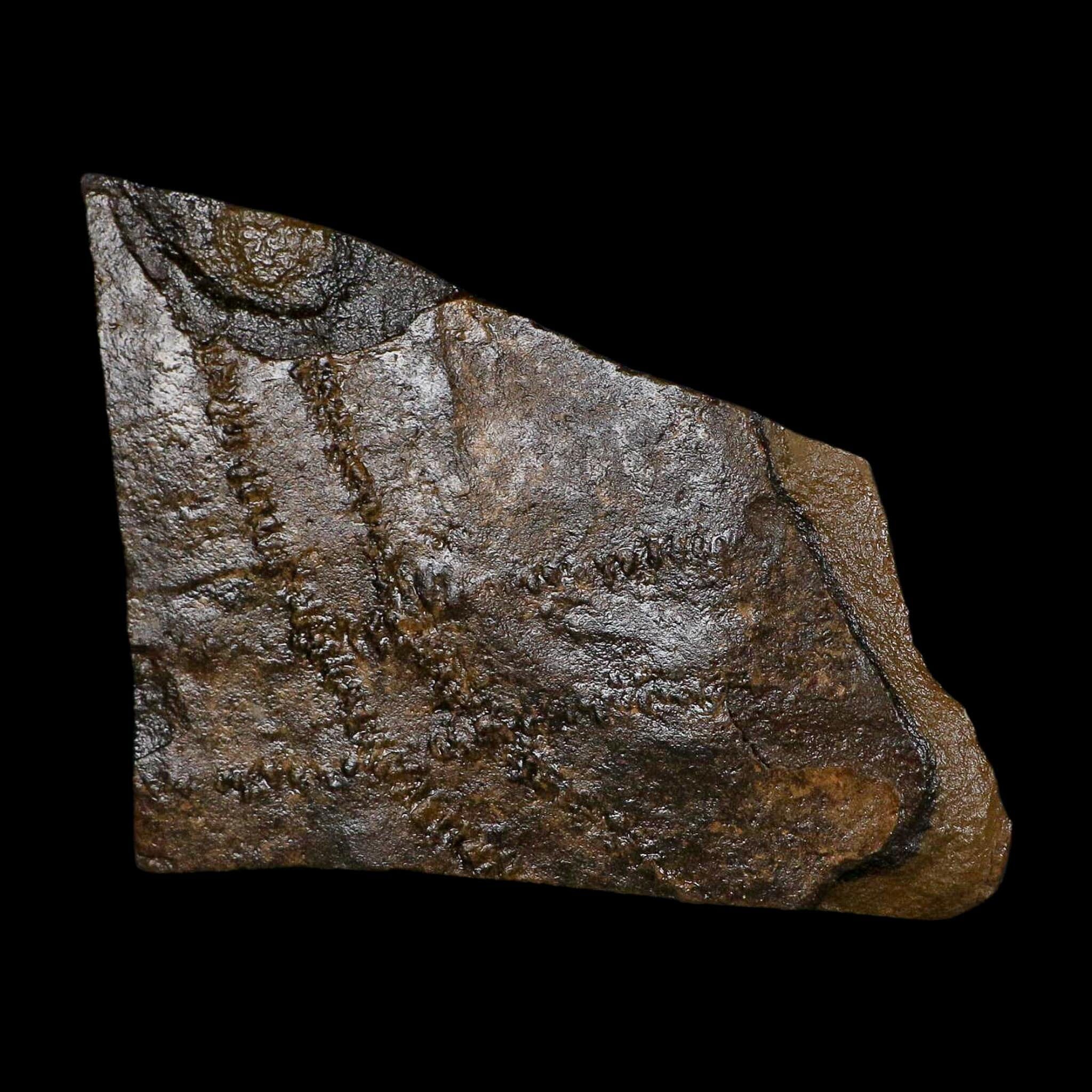4.8" Trilobite Trackway Cruziana Plate Fossil Ordovician Age Ouzina Morocco - Fossil Age Minerals