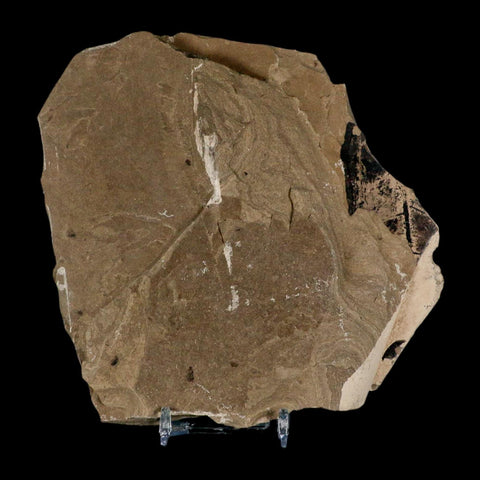 Fossil Feather And Three Leaves Green River FM Uintah County Utah Eocene Age