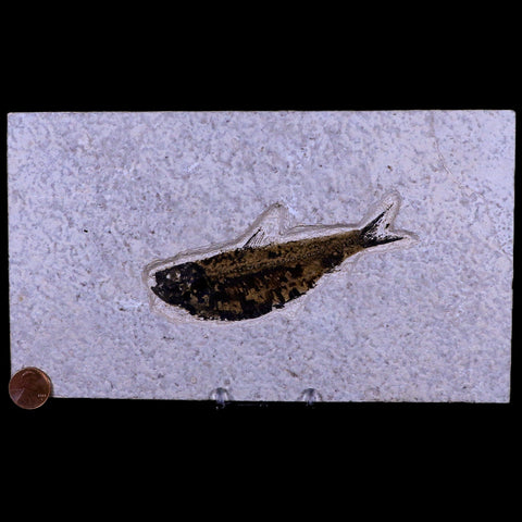 XL 4.4" Knightia Eocaena Fossil Fish Green River FM WY Eocene Age COA & Stand - Fossil Age Minerals