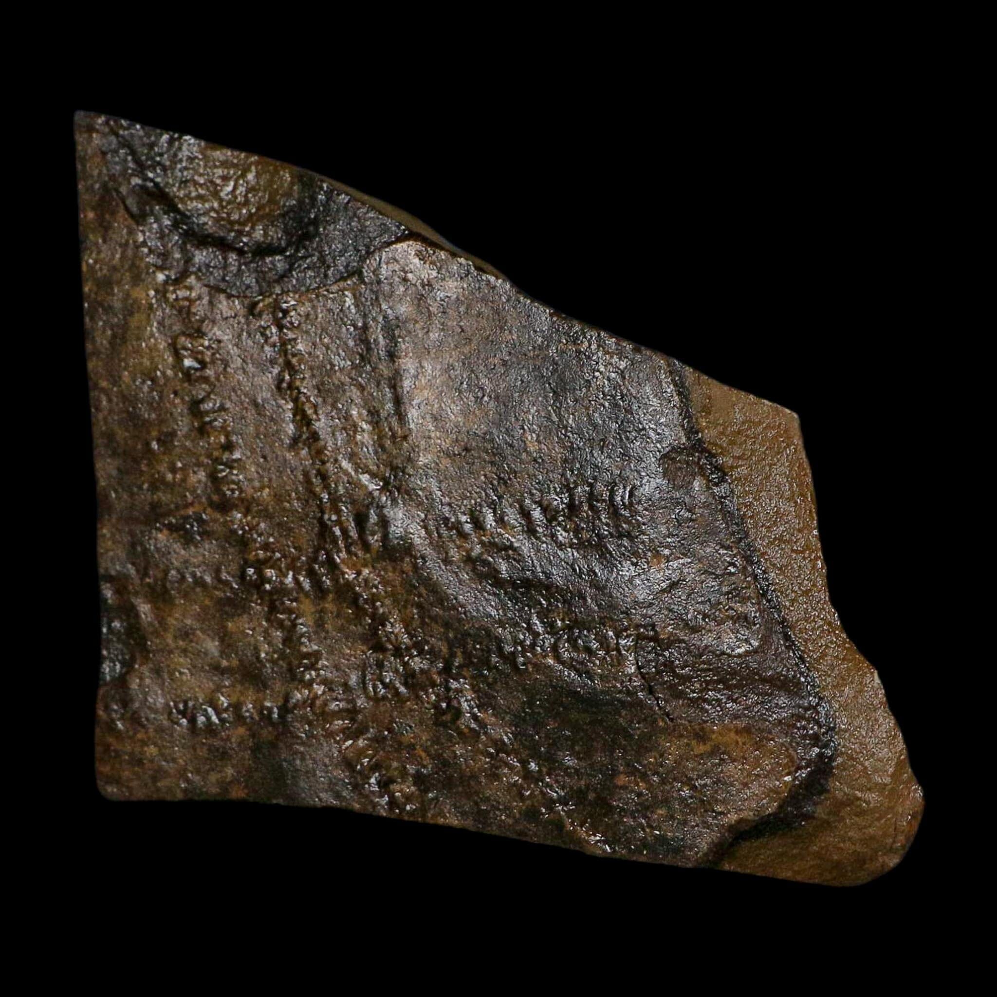 4.8" Trilobite Trackway Cruziana Plate Fossil Ordovician Age Ouzina Morocco - Fossil Age Minerals