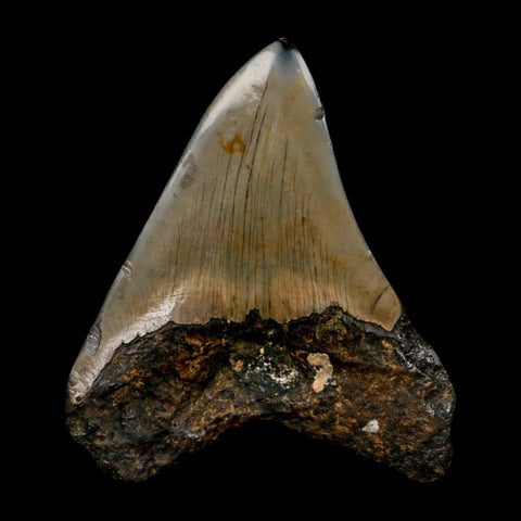 3.5" Quality Megalodon Shark Tooth Fossil Natural Early Miocene Age COA