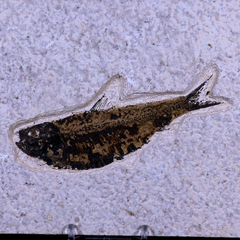 XL 4.4" Knightia Eocaena Fossil Fish Green River FM WY Eocene Age COA & Stand - Fossil Age Minerals