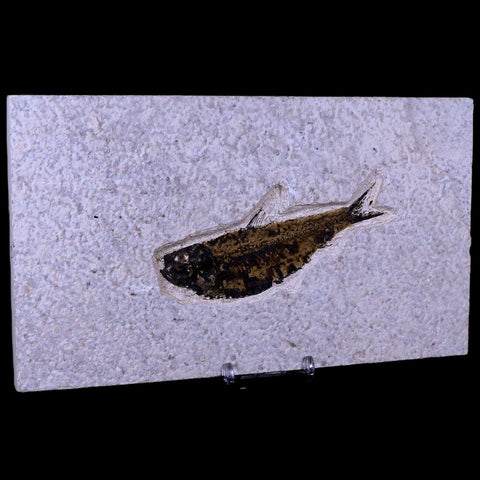 XL 4.4" Knightia Eocaena Fossil Fish Green River FM WY Eocene Age COA & Stand - Fossil Age Minerals