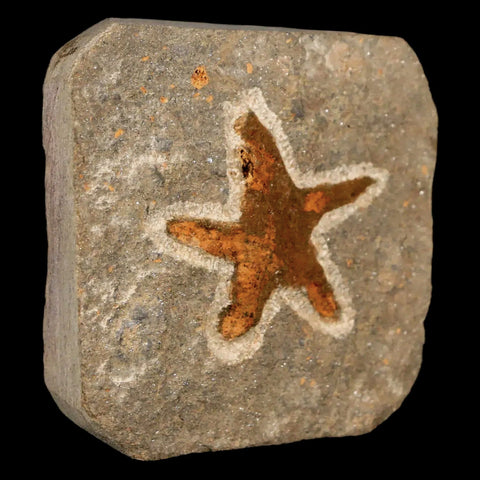 37MM Brittlestar Petraster Starfish Fossil Ordovician Age Blekus Morocco COA - Fossil Age Minerals