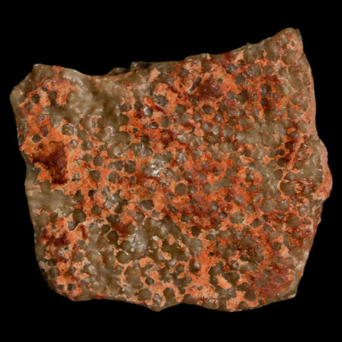 0.6" Megaloolithus Titanosaur Dinosaur Fossil Egg Shell Bouches Du Rhone France Display - Fossil Age Minerals