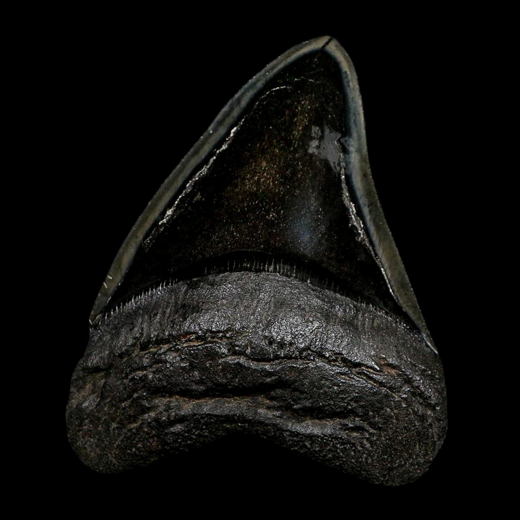 XL 4.7" Quality Megalodon Shark Serrated Tooth Fossil Natural Early Miocene Age COA - Fossil Age Minerals